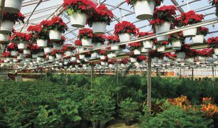 Greenhouse Plants